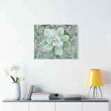 Pachyveria Haagei Succulent Pattern Canvas Print – Botanical Wall Art