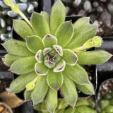 Close-up of Sempervivum 'Spring Beauty' plant with a blurred background
