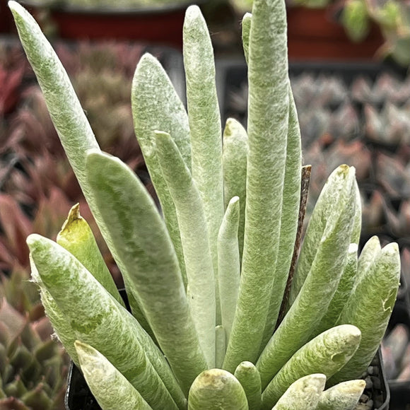 Potted  Senecio haworthii plant with a blurred background