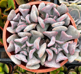 Echeveria 'Cubic Frost' in a pot with a soft focus background