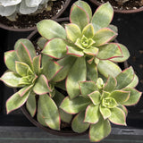 Aeonium 'Kiwi' with red edges in a pot on a black background