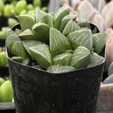 Haworthia pygmaea plant in a black pot with a blurred background