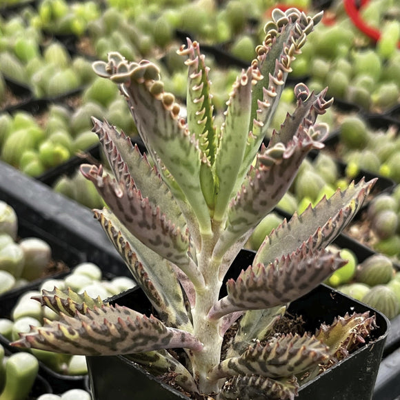 Close-up of a Kalanchoe delagoensis aka Mother of Millions with intricate leaf patterns, surrounded by other plants.