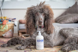Dog lying on a rug with a bottle of 'Good Things' 