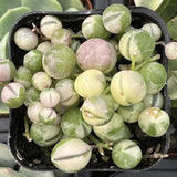 Potted Senecio rowleyanus f. variegatus with round, colorful leaves in a black pot