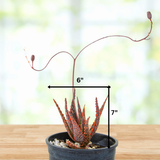 Aloe 'Christmas Carol'