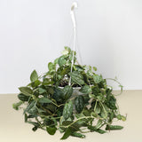 Pothos 'Satin'