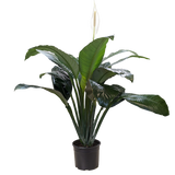 Spathiphyllum 'Peace Lily'