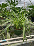 Reverse Spider Plant (Chlorophytum comosum) – Multiple Sizes & Pot Options
