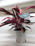 Stromanthe Triostar - 4" Pot - NURSERY POT ONLY