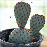 Potted Santa Rita x Beavertail Hybrid cactus with labeled measurements on a blurred background