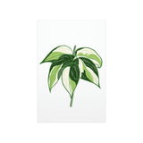 Philodendron Cream Splash Botanical Print – Unframed Wall Art
