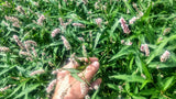 Hand holding a plant with pink flowers amidst green foliage Creeping Smartweed™ — Low-Growing, Native Groundcover with Pink Blooms & Pollinator Friendly