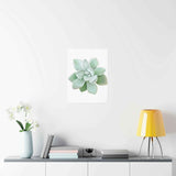Pachyveria Haagei Succulent Botanical Print – Unframed Wall Art