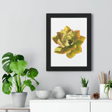 Noble Aeonium Succulent Framed Print – Botanical Wall Art