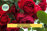 Florentina Rose Cuttings – 3 Unrooted Stems for Grafting or Rooting – Rosa ‘Florentina’ Climbing Rose, Rare Red Flower Variety