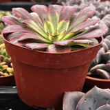 Potted Aeonium 'Mardi Gras' with red pot in a greenhouse setting