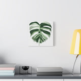 Melting Monstera Albo Canvas Print – Botanical Wall Art