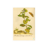 Mentha hortensis verticillata with Butterfly, Colorized Reproduction from Erucarum Ortus (1717)