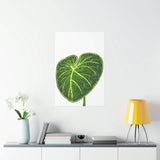 Philodendron Gloriosum Botanical Print – Unframed Wall Art