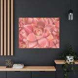 Graptosedum California Sunset Succulent Pattern Canvas Print – Botanical Wall Art