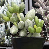 Adromischus oviformis with green leaves in a black pot