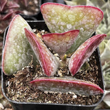Adromischus triflorus ‘Calico Hearts’ with pink and green leaves in a pot