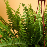 Green Kimberly Queen Fern plant with a red metal stand against an orange background