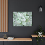 Pachyveria Haagei Succulent Pattern Canvas Print – Botanical Wall Art