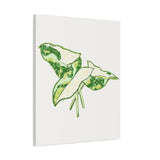Marble Syngonium Canvas Print – Botanical Wall Art