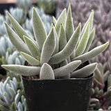 Crassula mesembryanthemoides plant with fuzzy leaves in a garden setting