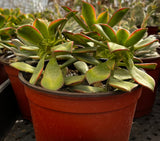 Potted Aeonium 'Kiwi'  with green leaves and red edges in a greenhouse setting.
