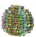 Collection of various succulents arranged in a circular pattern on a white background