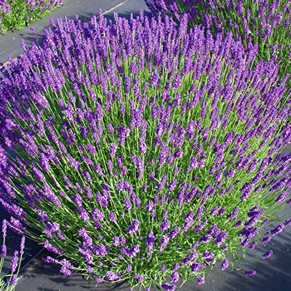 Bouquet of lavender flowers on a dark background