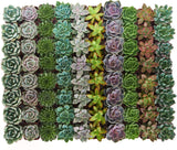 Collection of various succulent plants arranged in a grid pattern.