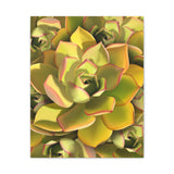 Noble Aeonium Succulent Pattern Canvas Print – Botanical Wall Art