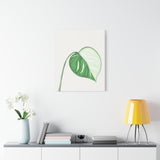 Monstera Albo Canvas Print – Botanical Wall Art