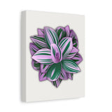Tradescantia Nanouk Canvas Print – Botanical Wall Art