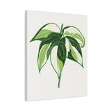 Philodendron Cream Splash Canvas Print – Botanical Wall Art