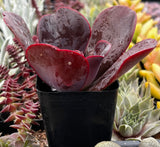 Echeveria 'Mahogany Rose' 
with dark red leaves among other succulents