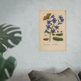 Hyacinthus orientalis (Oriental Hyacinth) with Butterfly, Colorized Reproduction from Erucarum Ortus (1717), GoGardenNow Exclusive