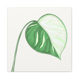Monstera Albo Canvas Print – Botanical Wall Art