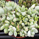 Close-up of a Cotyledon pendens plant with green and red leaves in a pot.