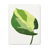 Manjula Pothos Illustrated Canvas Print – Botanical Wall Art