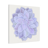 Graptopetalum Murasaki Succulent Canvas Print – Botanical Wall Art