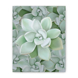 Pachyveria Haagei Succulent Pattern Canvas Print – Botanical Wall Art