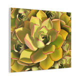 Noble Aeonium Succulent Pattern Canvas Print – Botanical Wall Art