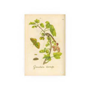 Grossularia hortensis, Colorized Gooseberry with Butterfly Engraving