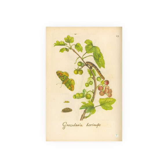 Grossularia hortensis, Colorized Gooseberry with Butterfly Engraving