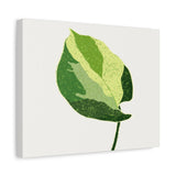 Manjula Pothos Illustrated Canvas Print – Botanical Wall Art